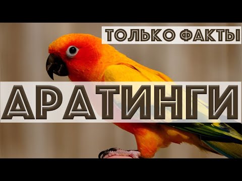 ВСЕ о АРАТИНГАХ! Самый красивый попугай солнечный аратинга, черноголовый аратинга, белоглазый ара 🦜