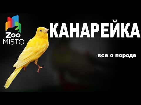 Канарейка - Все о виде птицы | Вид птицы - канарейка