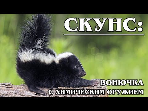СКУНС: Животное с токсичным характером | Интересные факты про скунсов