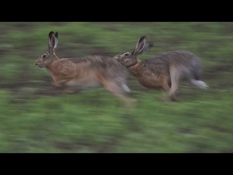 В мире животных. Брачные игры зайцев.