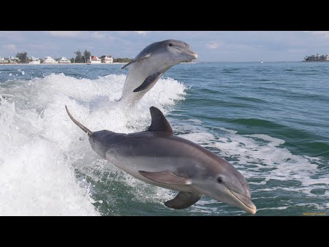АФАЛИНА: Нехорошие привычки дельфинов, о которых не принято говорить | Интересные факты про афалин