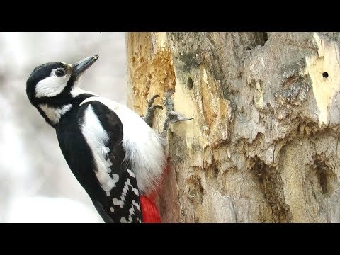 Большой пестрый дятел долбит дерево, Woodpecker chisels wood