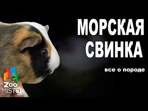 Морская свинка - Все о виде грызуна | Вид грызуна - Морская свинка