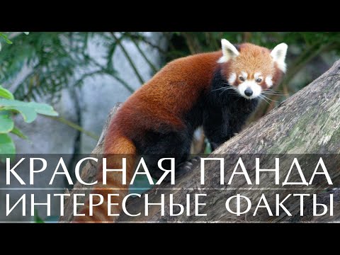 Красная панда - интересные факты