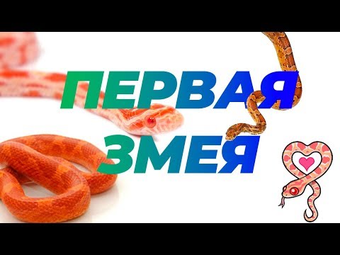 Эта змея заставит вас полюбить ее: маисовый полоз