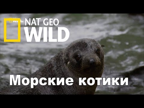 Nat Geo Wild: Морские котики: битва за выживание / Fur Seals. Battle for Suvival