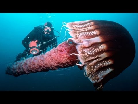 Самые опасные медузы!