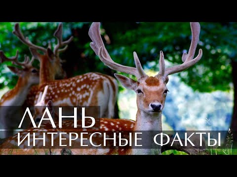 Лань - интересные факты