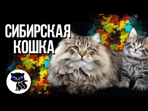 ✔ Сибирская кошка – русская красавица с роскошной шерстью и отлично развитым охотничьим инстинктом