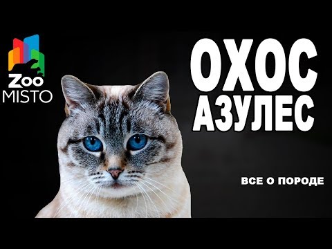 Охос азулес - Все о породе Кошки | Кошка породы - Охос азулес