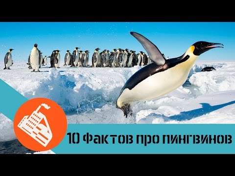 10 ФАКТОВ ПРО ПИНГВИНОВ | Почему пингвины не летают?