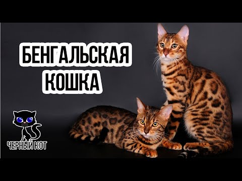 ✔ Бенгальская кошка – элитная порода для людей с особыми запросами