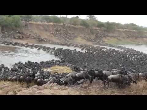 Gosheni Safari&#039;s Serengeti Wildebeest River Crossing Migration