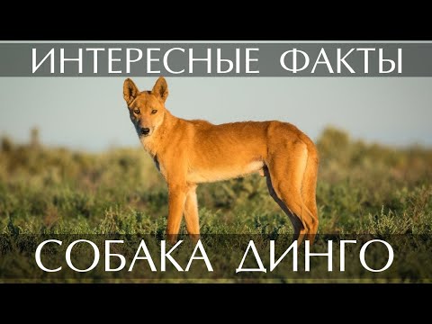 Собака Динго - интересные факты