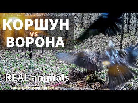 Коршун vs Ворона - три раунда противостояния / Фотоловушка /REAL animals