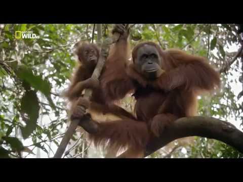 Последний рай орангутанов. The Last Orangutan Eden