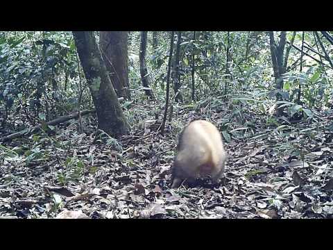Wildlife Thailand - Hog Badger (Arctonyx collaris)
