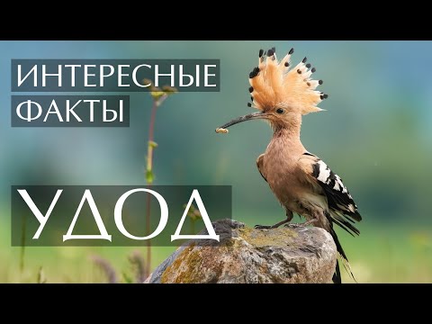 Удод - интересные факты (Фото, видео, звуки)