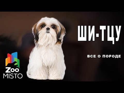 Ши-тцу - Все о породе собаки | Собака породы ши-тцу