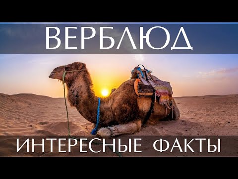 Интересные факты о Верблюде