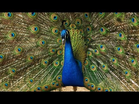 Индийский павлин - Indian Peafowl (Энциклопедия животных)