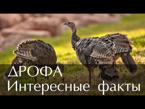 Интересные факты о птице Дрофа (С фото и видео)