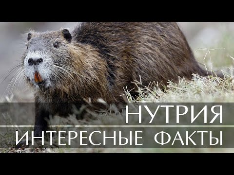 Интересные факты о Нутрии