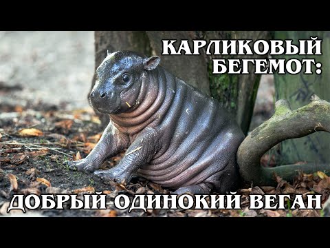 КАРЛИКОВЫЙ БЕГЕМОТ: Маленький Гиппопотам | Интересные факты про бегемотов