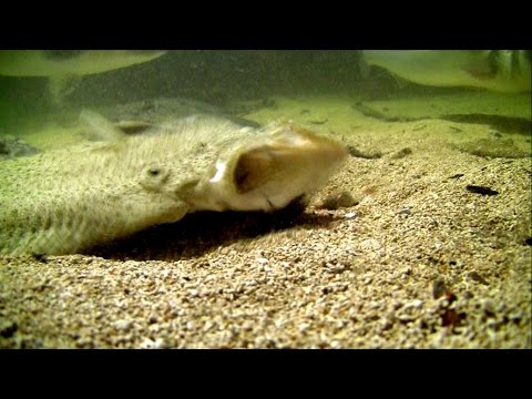 Big flatfish attack fishing lure underwater. HD Крупная камбала атакует искуственную приманку.