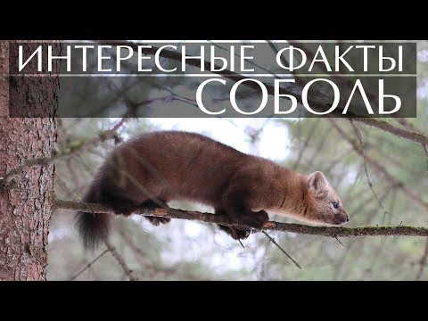 Соболь - интересные факты