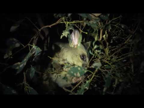 Fuchskusu / Brushtailed Possum (Trichosurus vulpecula)