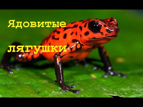 Документальный фильм о животных. ЯДОВИТЫЕ ЛЯГУШКИ. Мир природы. Биология 7 класс