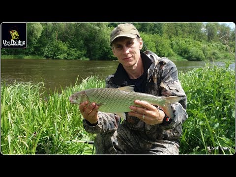 Донка+фидер.Крупный вырезуб на выползка.(LiveFishing)