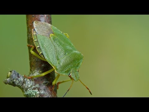 Щитник зеленый древесный и интересные факты о нем