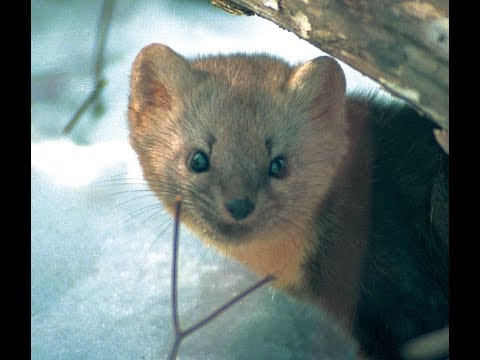 &quot;13 минут соболиной жизни&quot; Russian sable