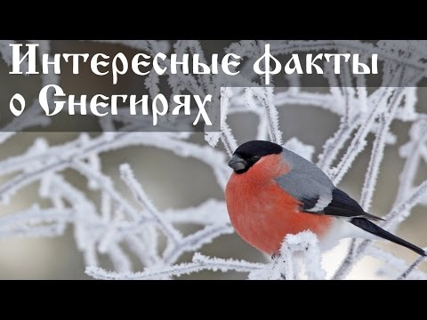 Интересные факты о снегирях