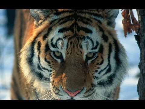 Амурский тигр в третьем тысячелетии