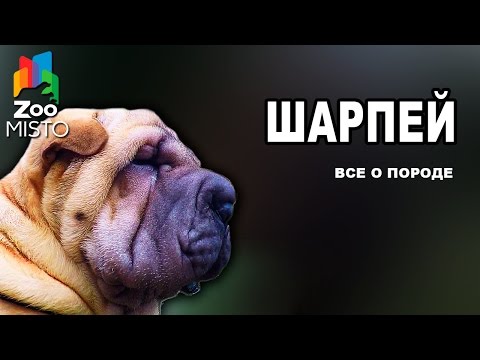 Шарпей - Все о породе собаки | Собака породы Шарпей