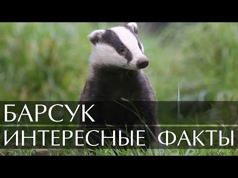 Интересные факты о Барсуке