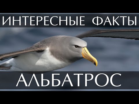 Альбатрос - интересные факты