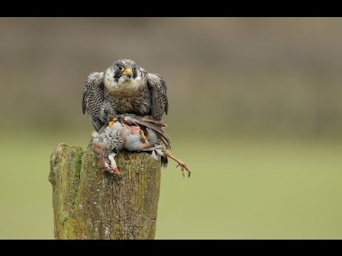 Сапсан (лат. Falco peregrinus)