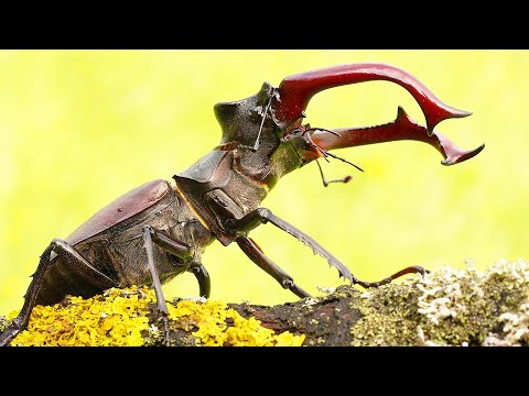 Интересные факты про жука оленя. Факты про насекомых