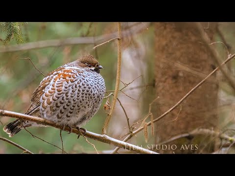 Рябчик - жизнь ранней весной | Film Studio Aves