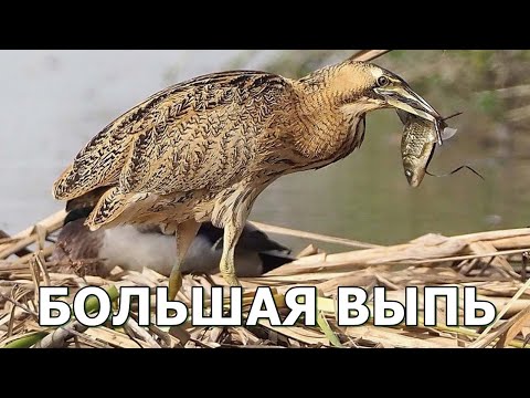 БОЛЬШАЯ ВЫПЬ - Душераздирающая крикунья