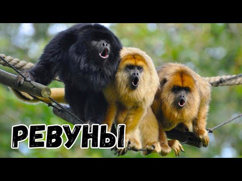 Обезьяны - ревуны