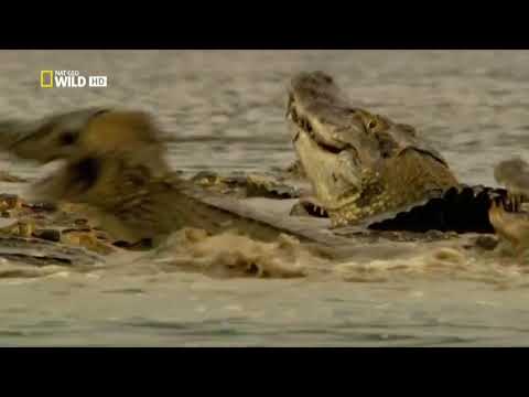 Черный кайман амазонки
