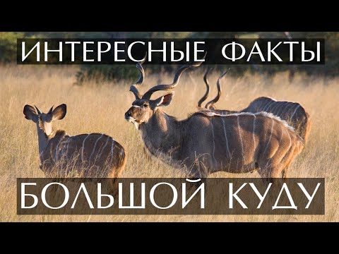 Большой Куду - интересные факты