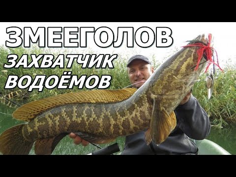 ЗМЕЕГОЛОВ - Захватчик водоёмов