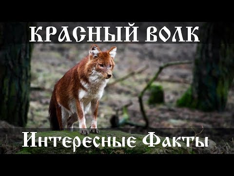 Красный волк - интересные факты