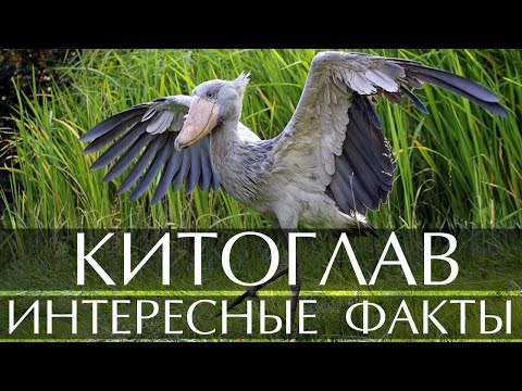 Китоглав - интересные факты (фото и видео)